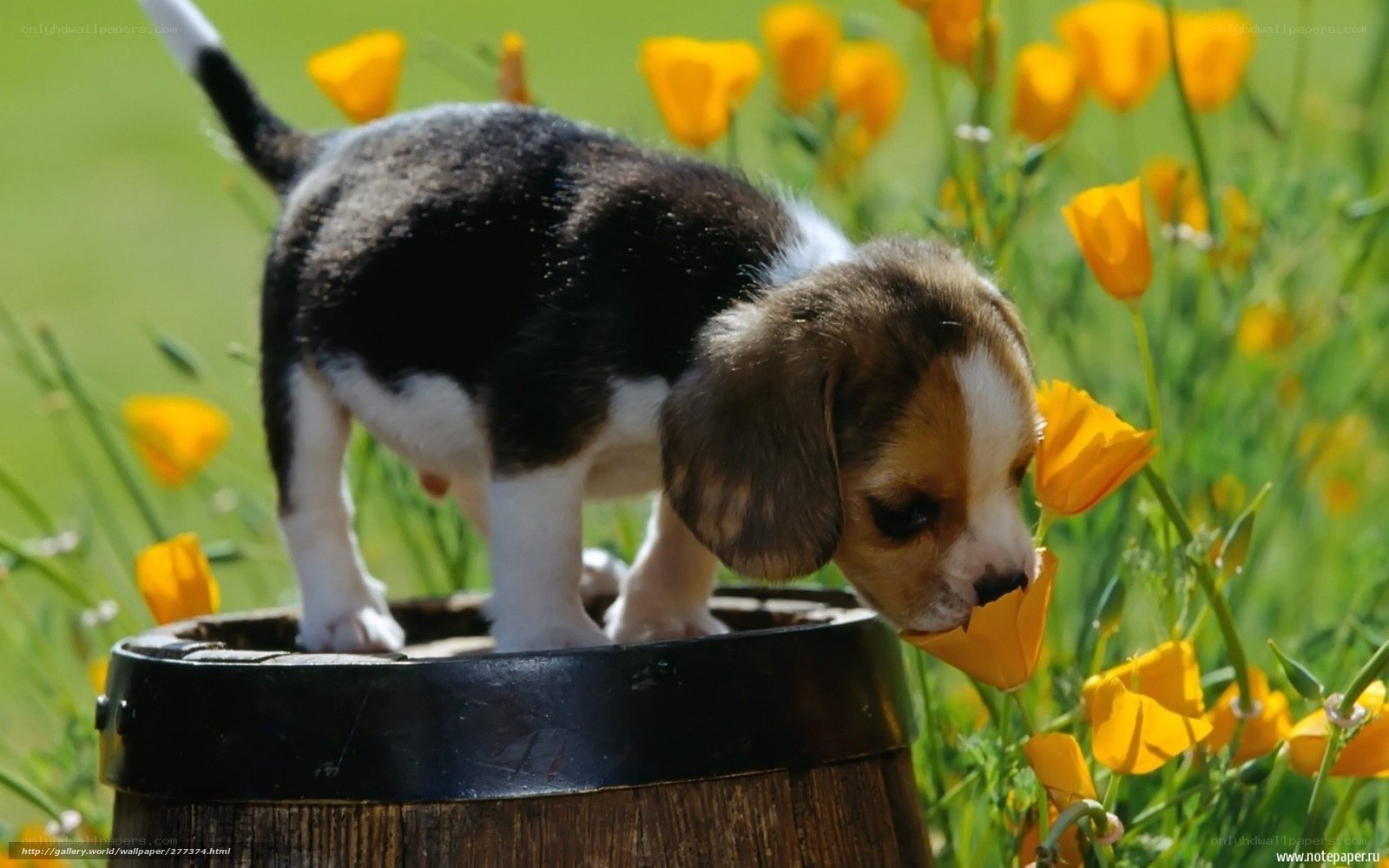 puppy in flower field