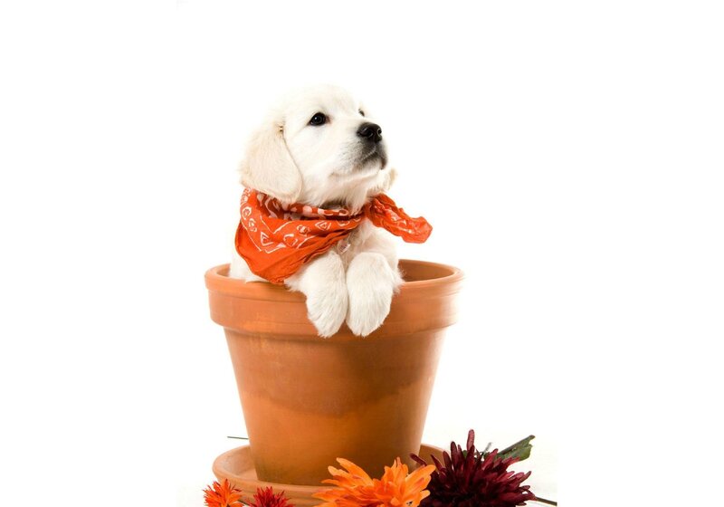 Puppy in Flower Pot — Orange
