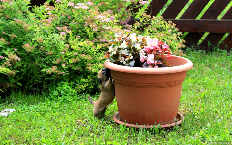 Puppy in Flower Pot