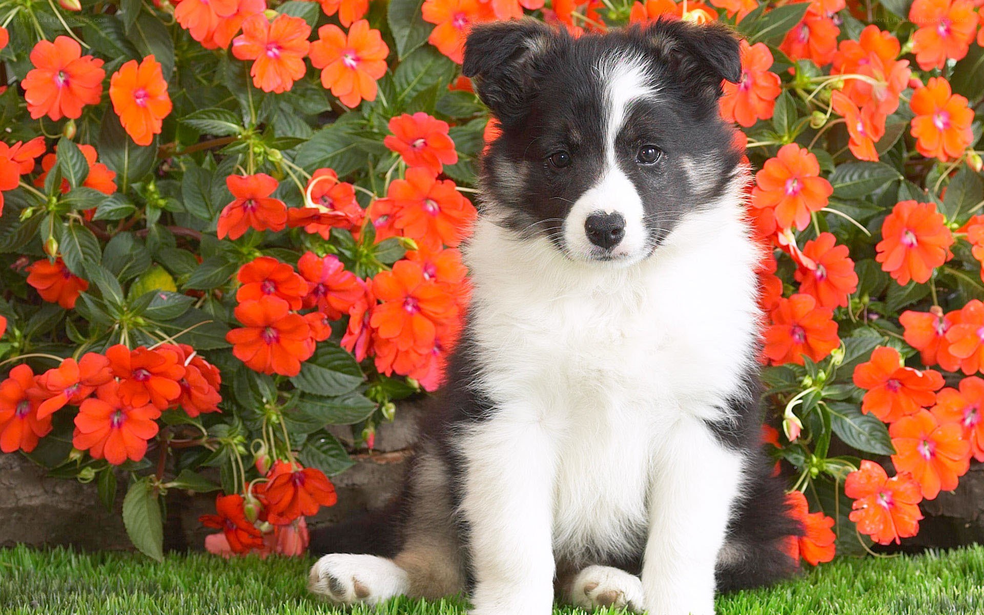 puppy in flowers