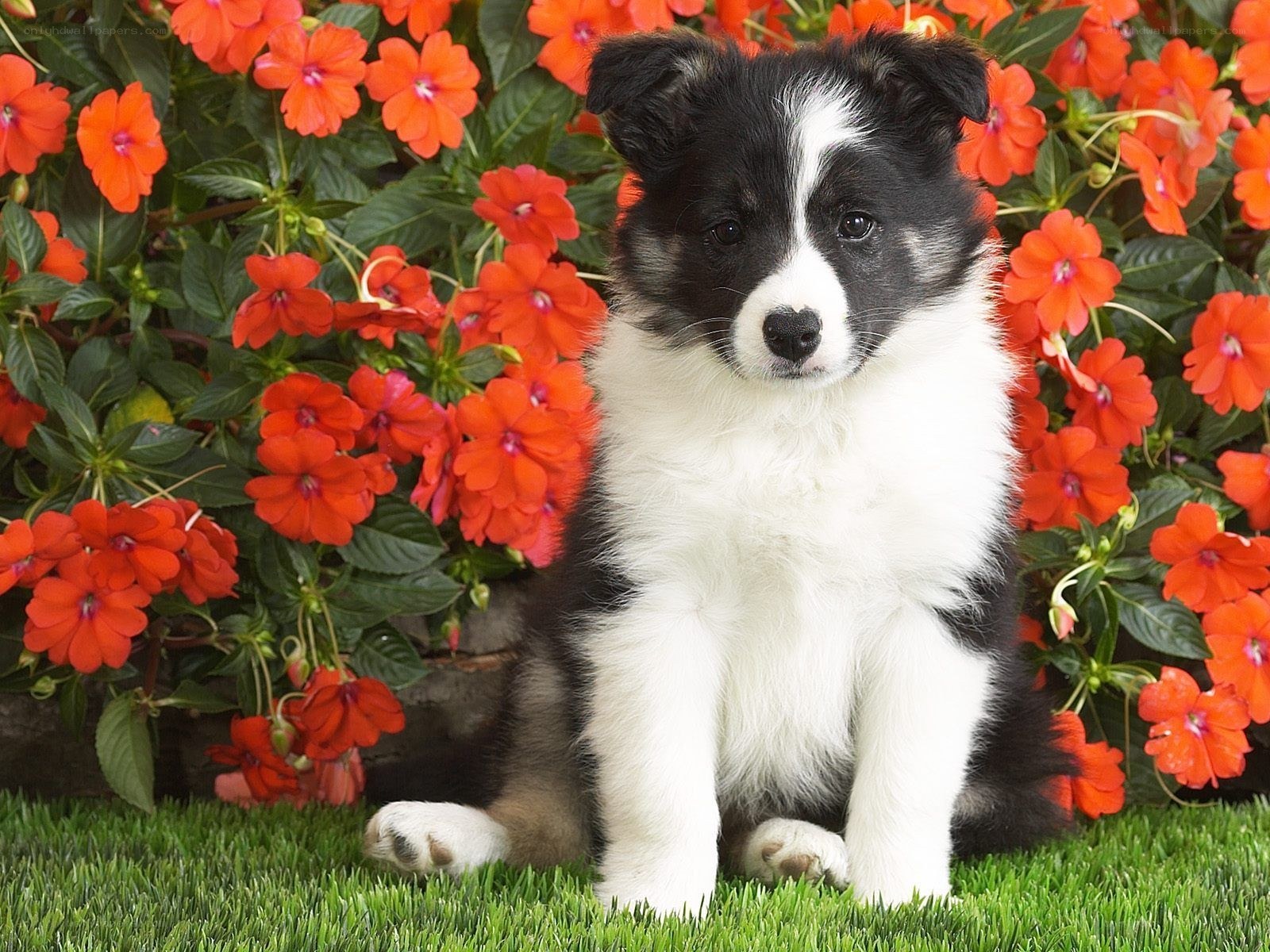puppy in flowers