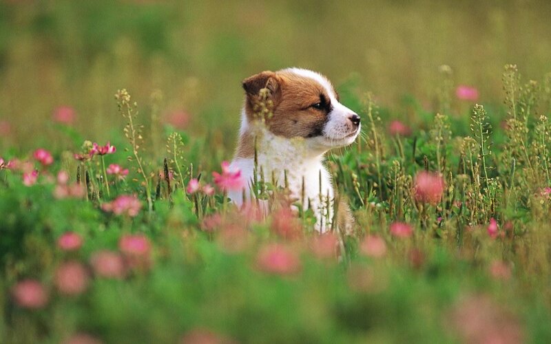 Puppy in Flowers — Green, Serene, Spring
