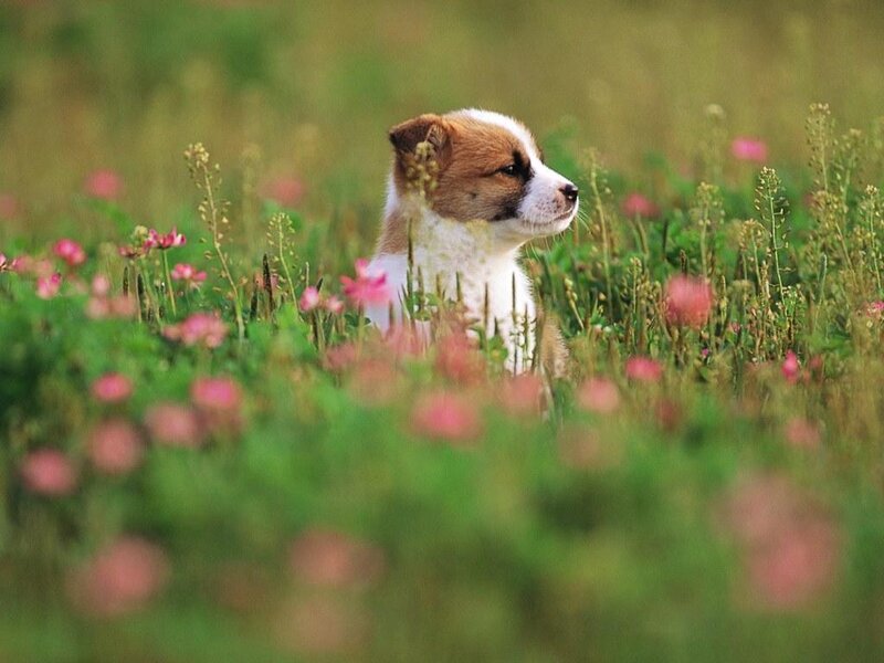Puppy in Flowers — Green