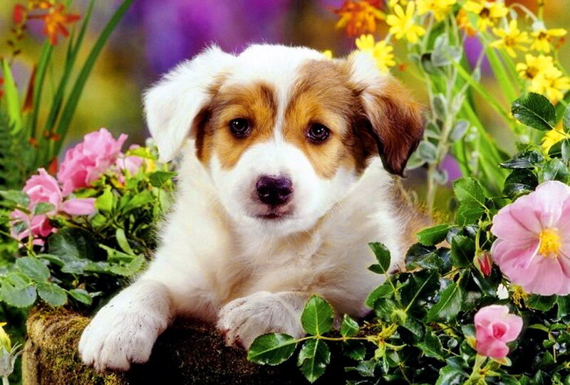 Puppy in Flowers — White