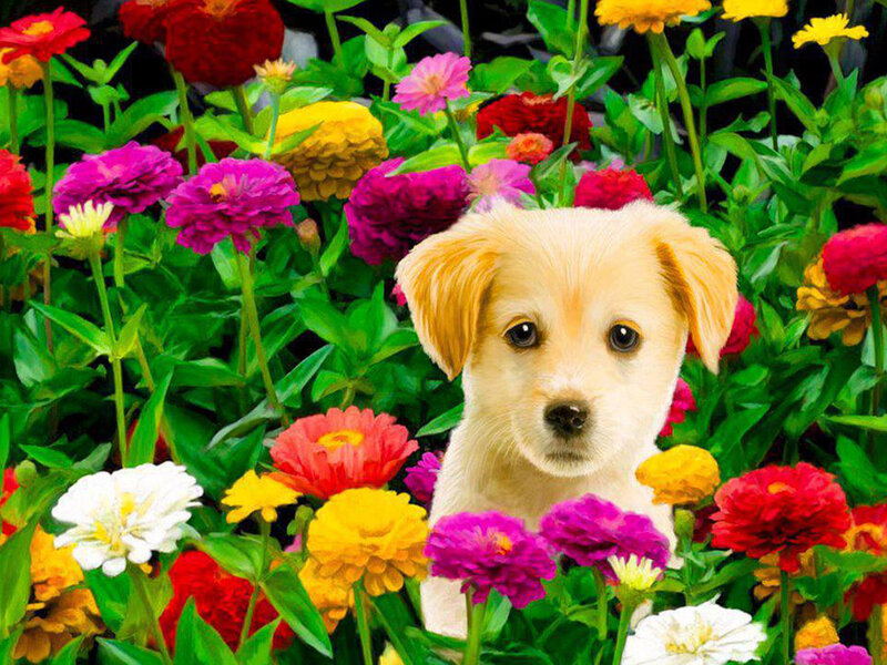 Puppy in Flowers — Yellow, Calm