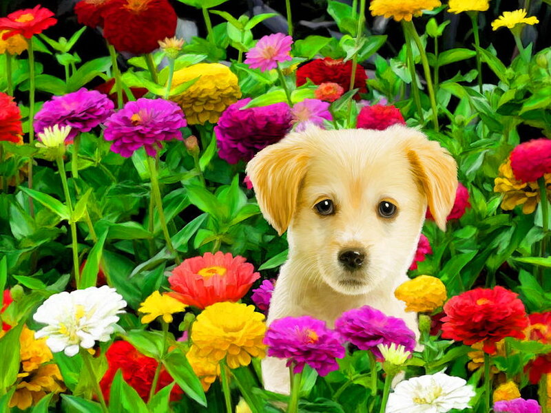 Puppy in Flowers — Yellow