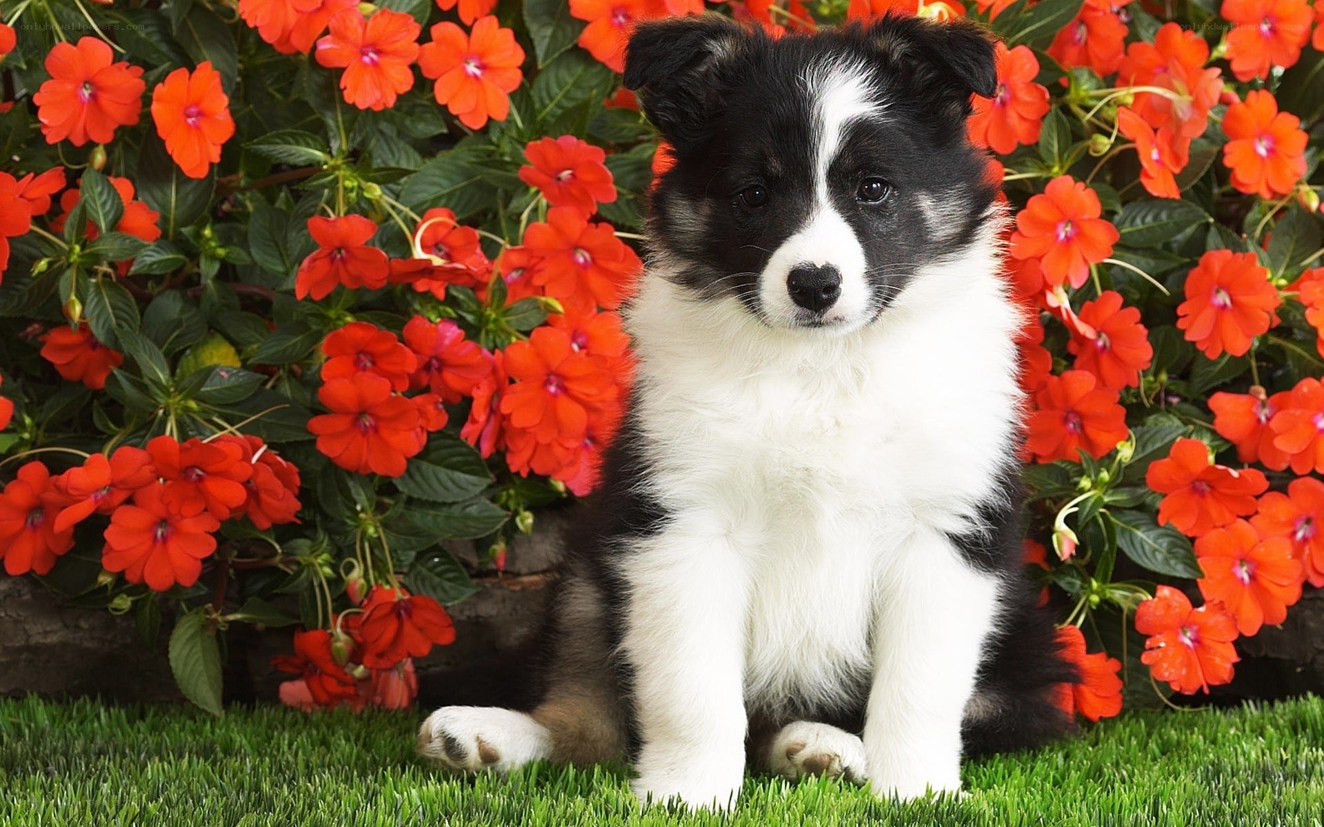 puppy in flowers