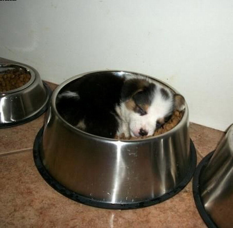 Puppy in Food Bowl