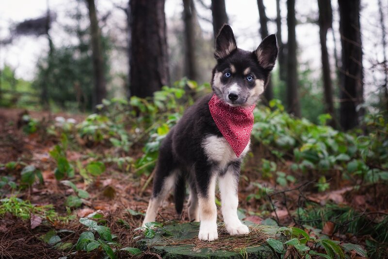 Puppy in Forest — Black