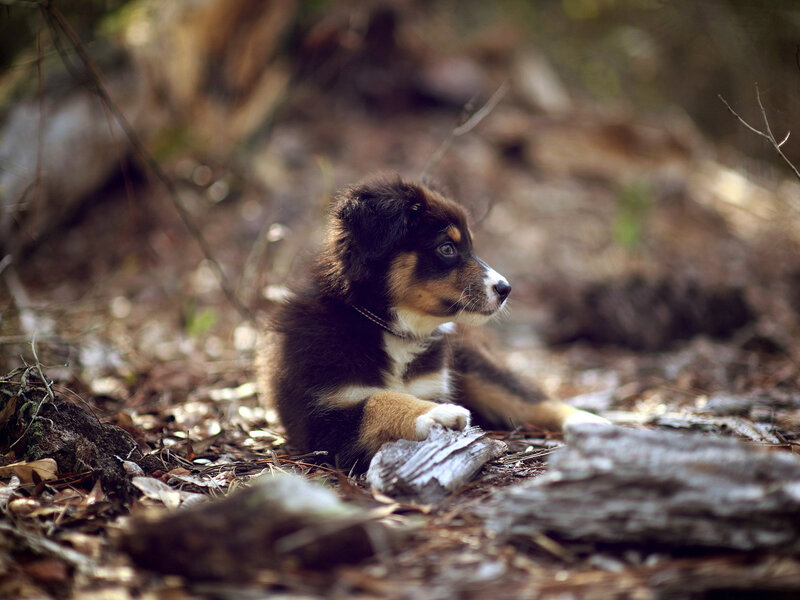 Puppy in Forest — Brown, Calm