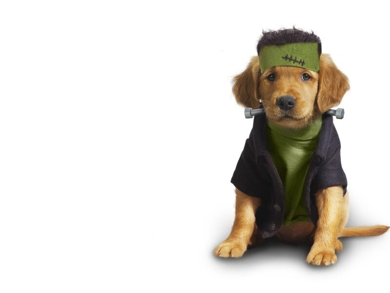 Puppy in Frankenstein Costume