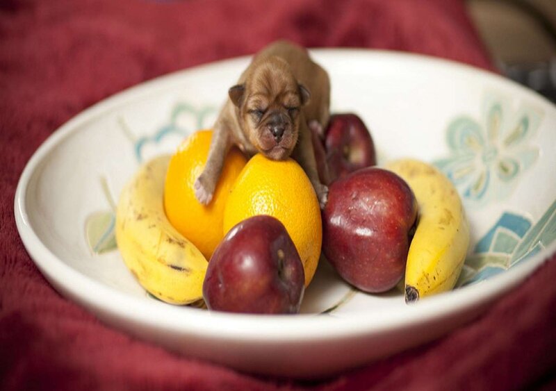 Puppy in Fruit Bowl