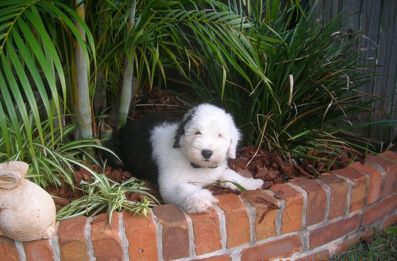 puppy in garden bed
