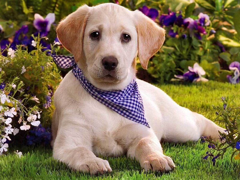 puppy in garden with bandana