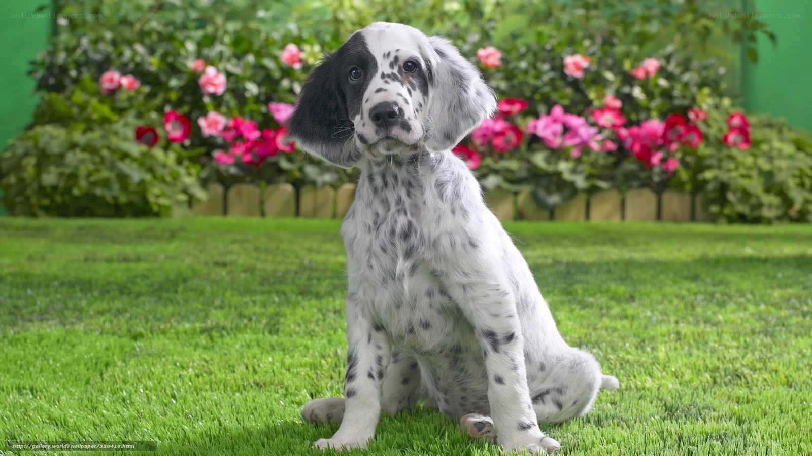 puppy in garden with flowers