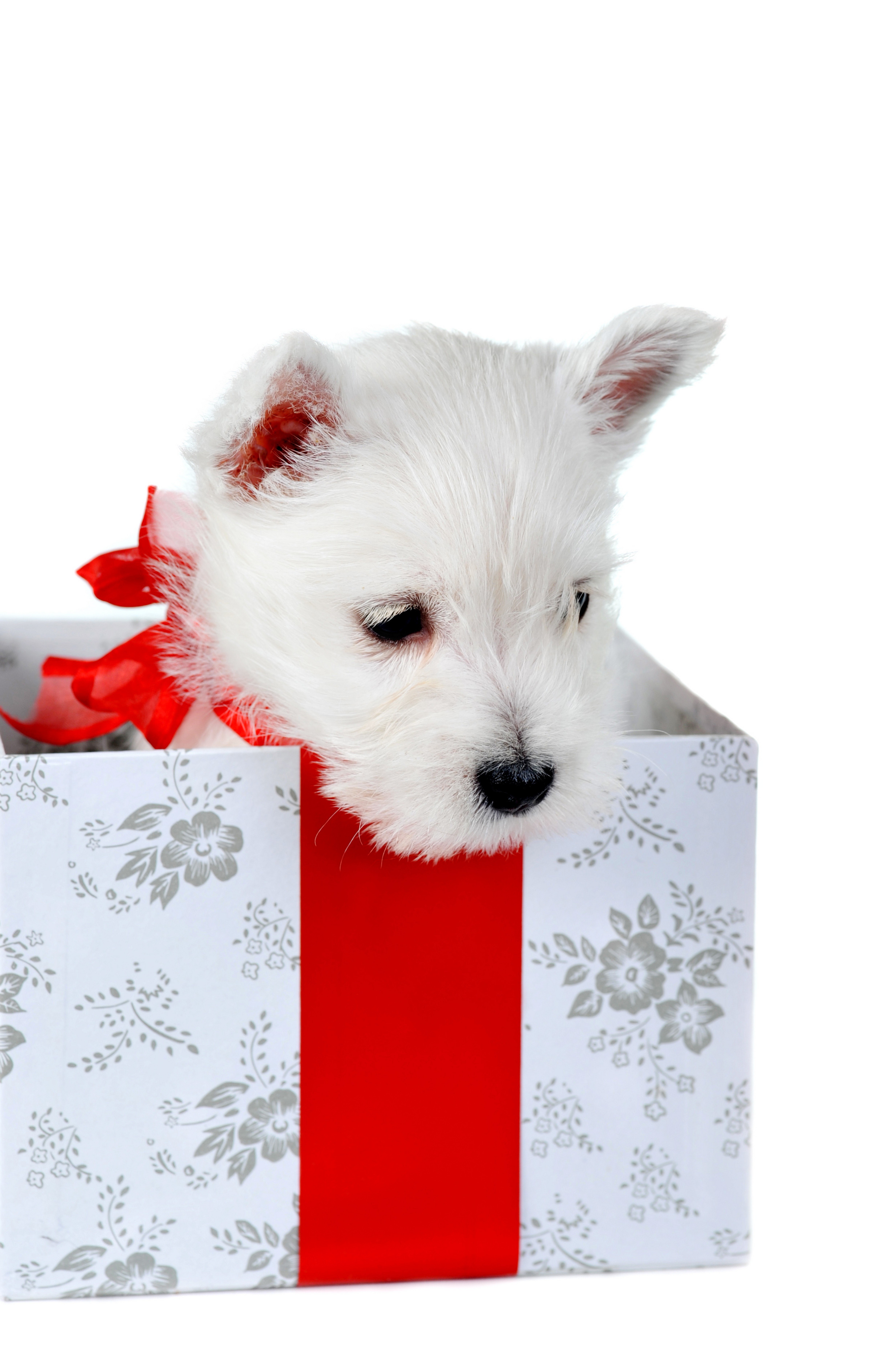 puppy in gift box