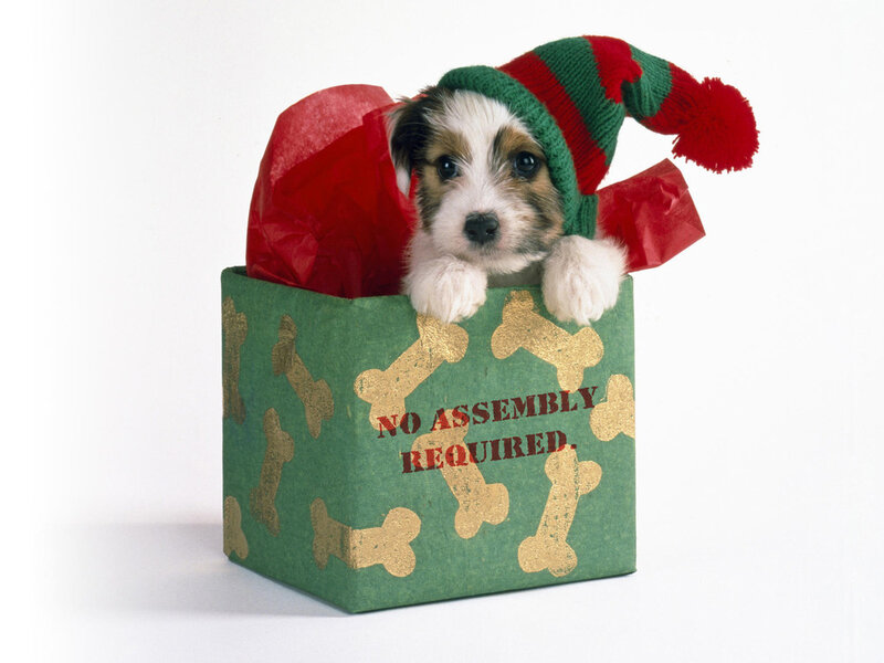 Puppy in Gift Box — Green