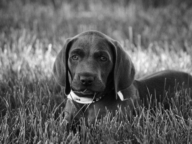 Puppy in Grass — Black