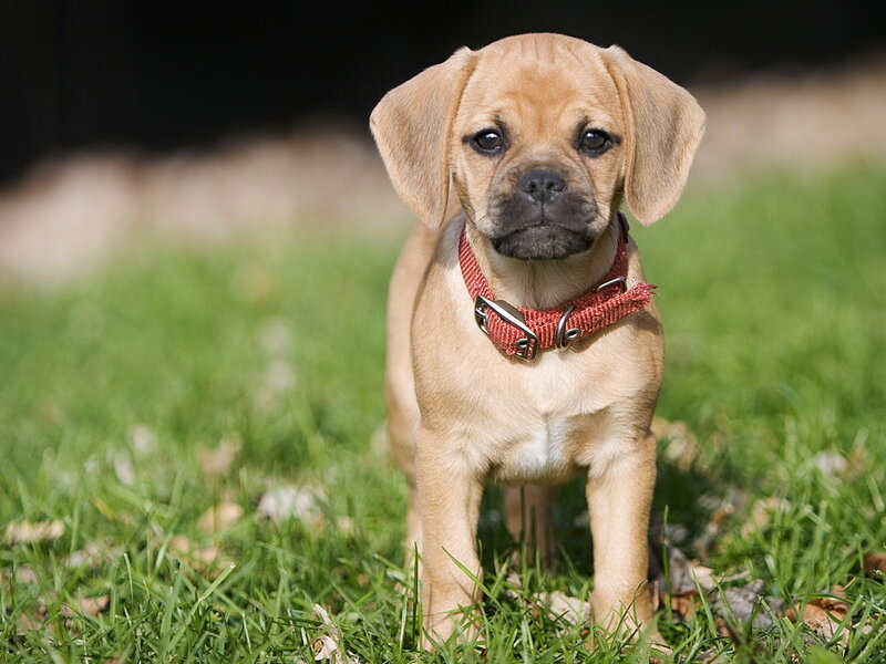 Puppy in Grass — Brown