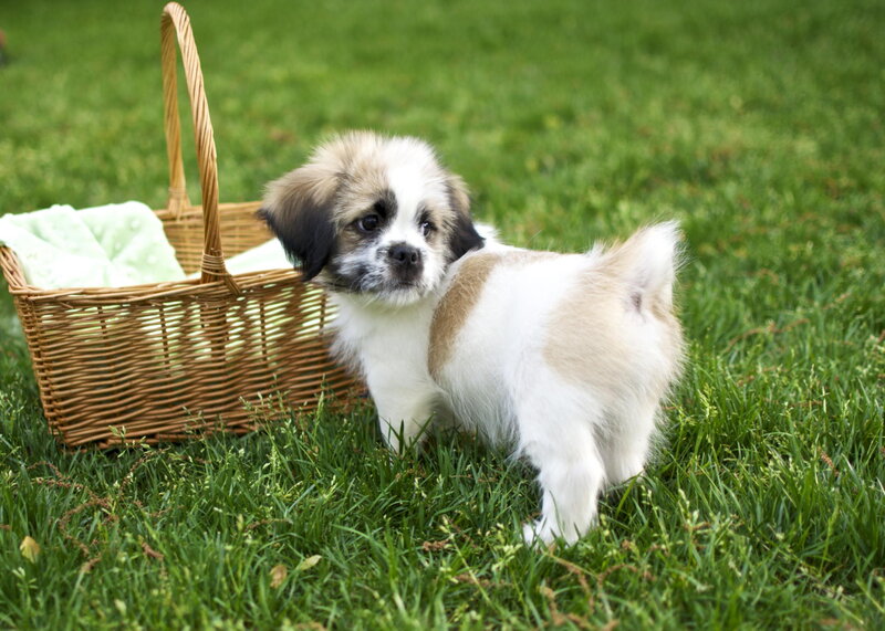 Puppy in Grass — Green, Calm, Afternoon, Photograph, Basket