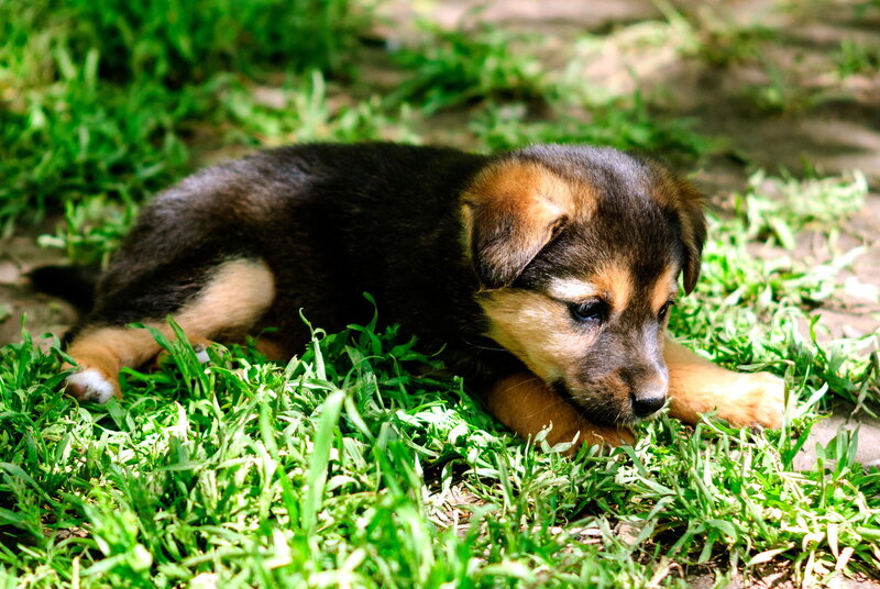 Puppy in Grass — Green, Calm, Afternoon, Photograph, Sunlight
