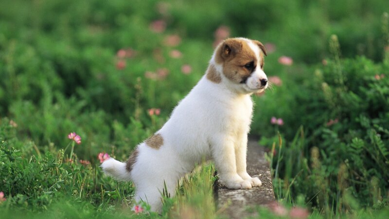 Puppy in Grass — Green, Calm, Afternoon, Photograph