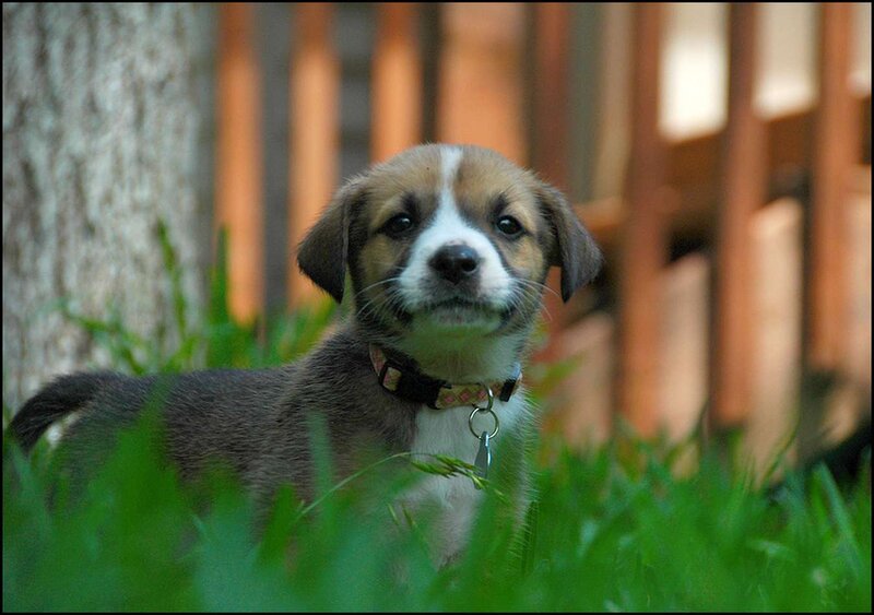 Puppy in Grass — Green, Calm, Afternoon