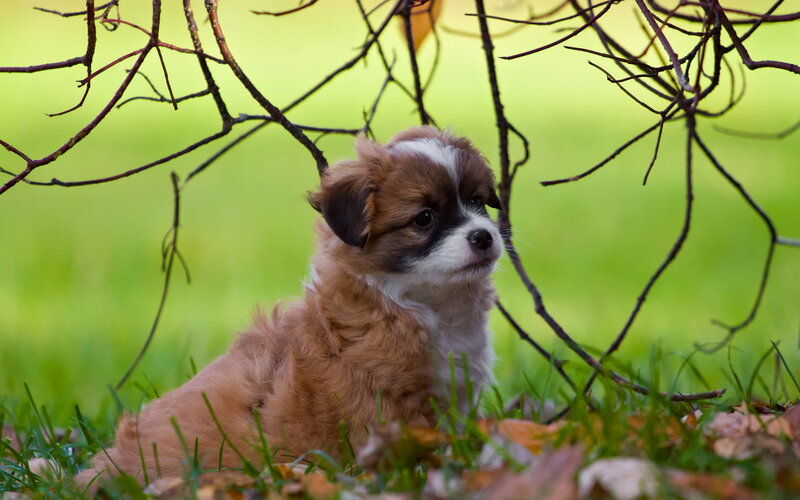 Puppy in Grass — Green, Calm, Autumn