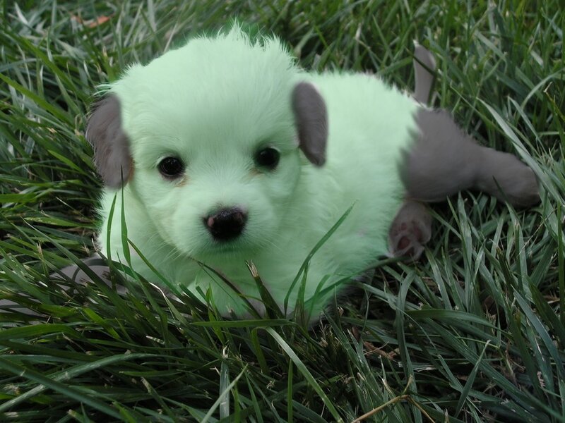 Puppy in Grass — Green, Calm, Photograph
