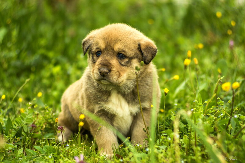 Puppy in Grass — Green, Calm, Spring