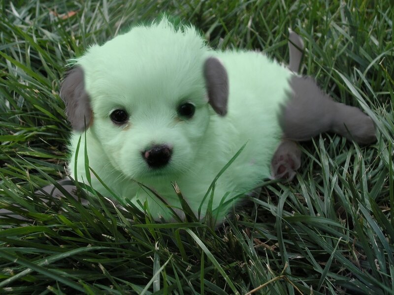 Puppy in Grass — Green, Calm