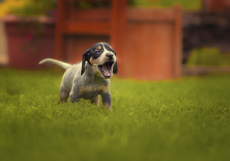 Puppy in Grass — Green, Playful