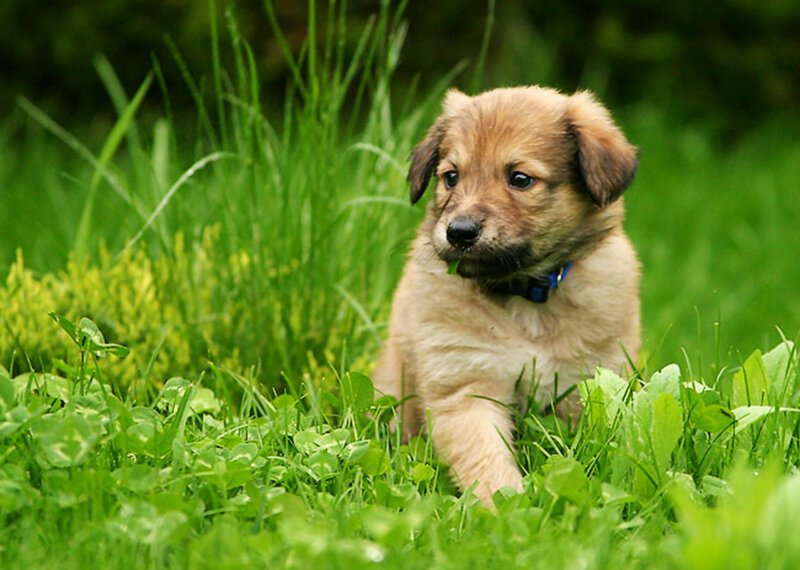 Puppy in Grass — Green