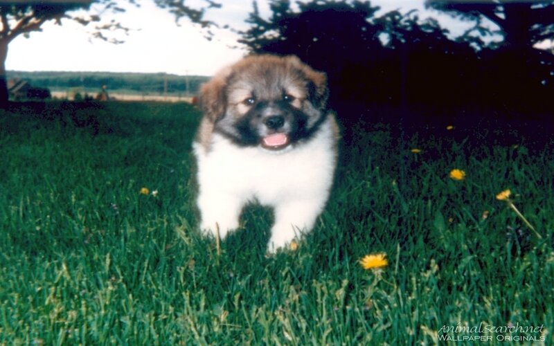 Puppy in Grass