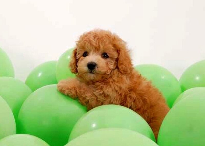 puppy in green balloons