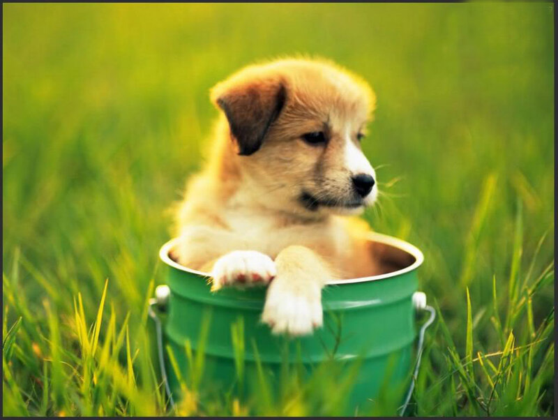 Puppy in Green Bucket — Calm