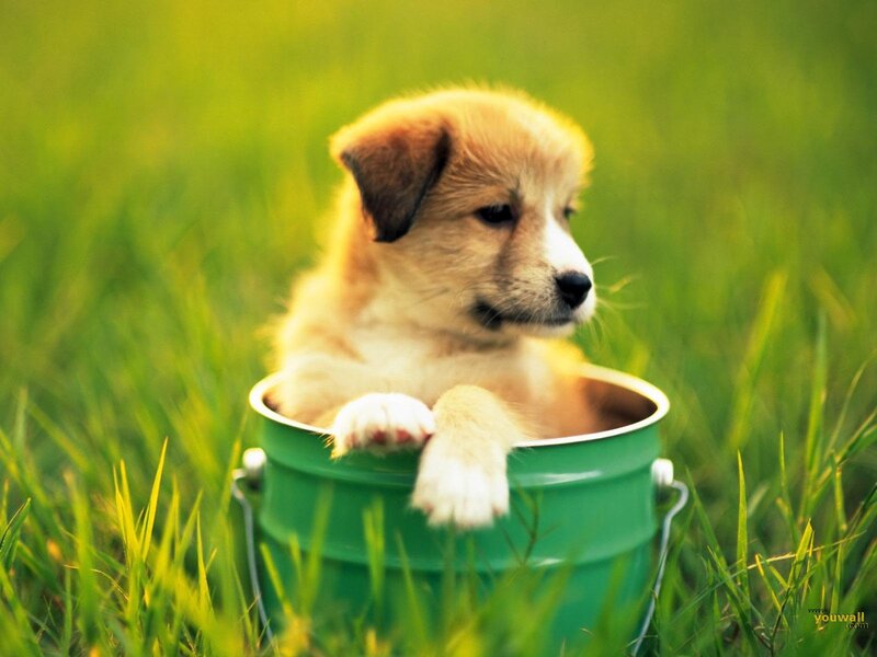 Puppy in Green Bucket
