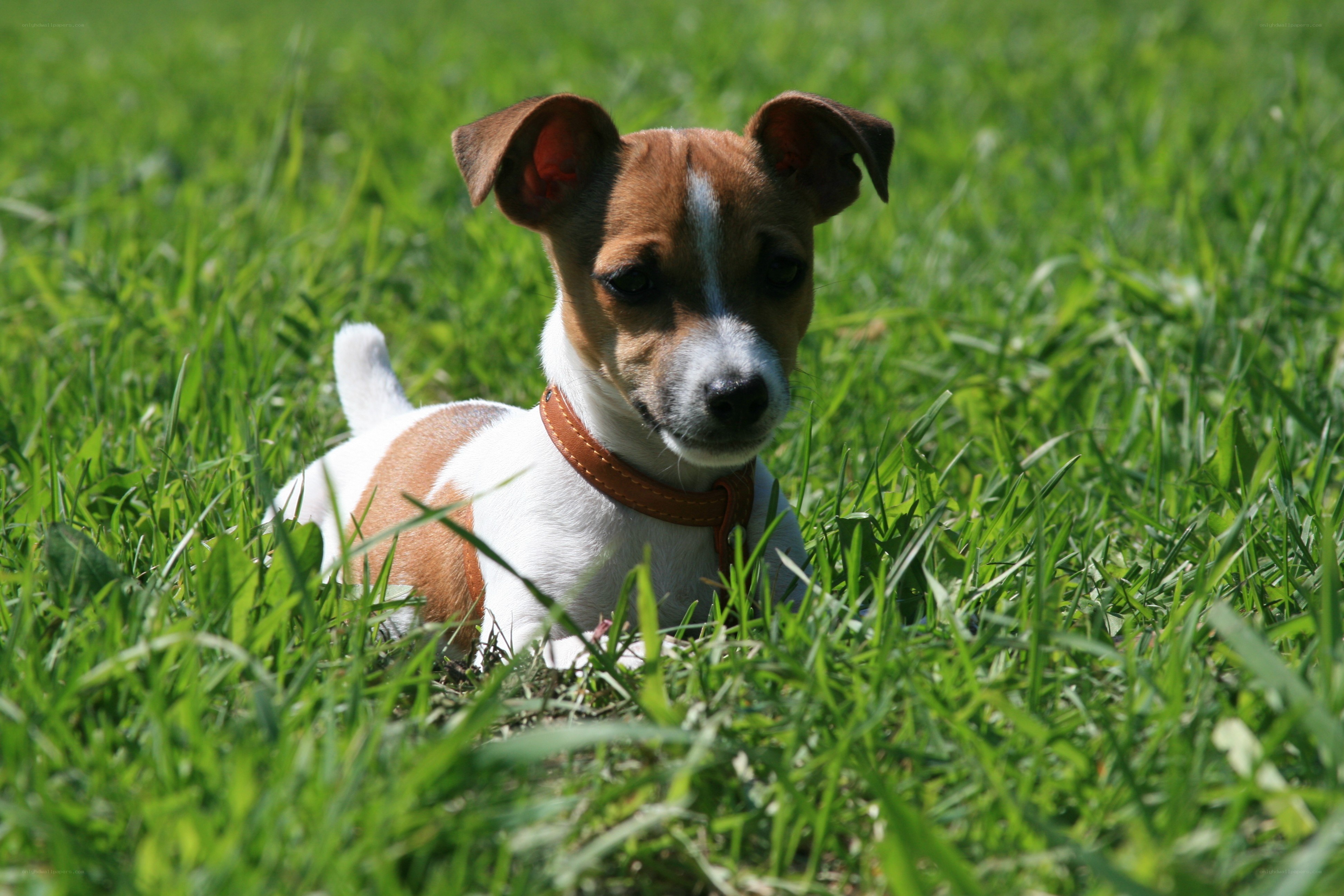 puppy in green grass