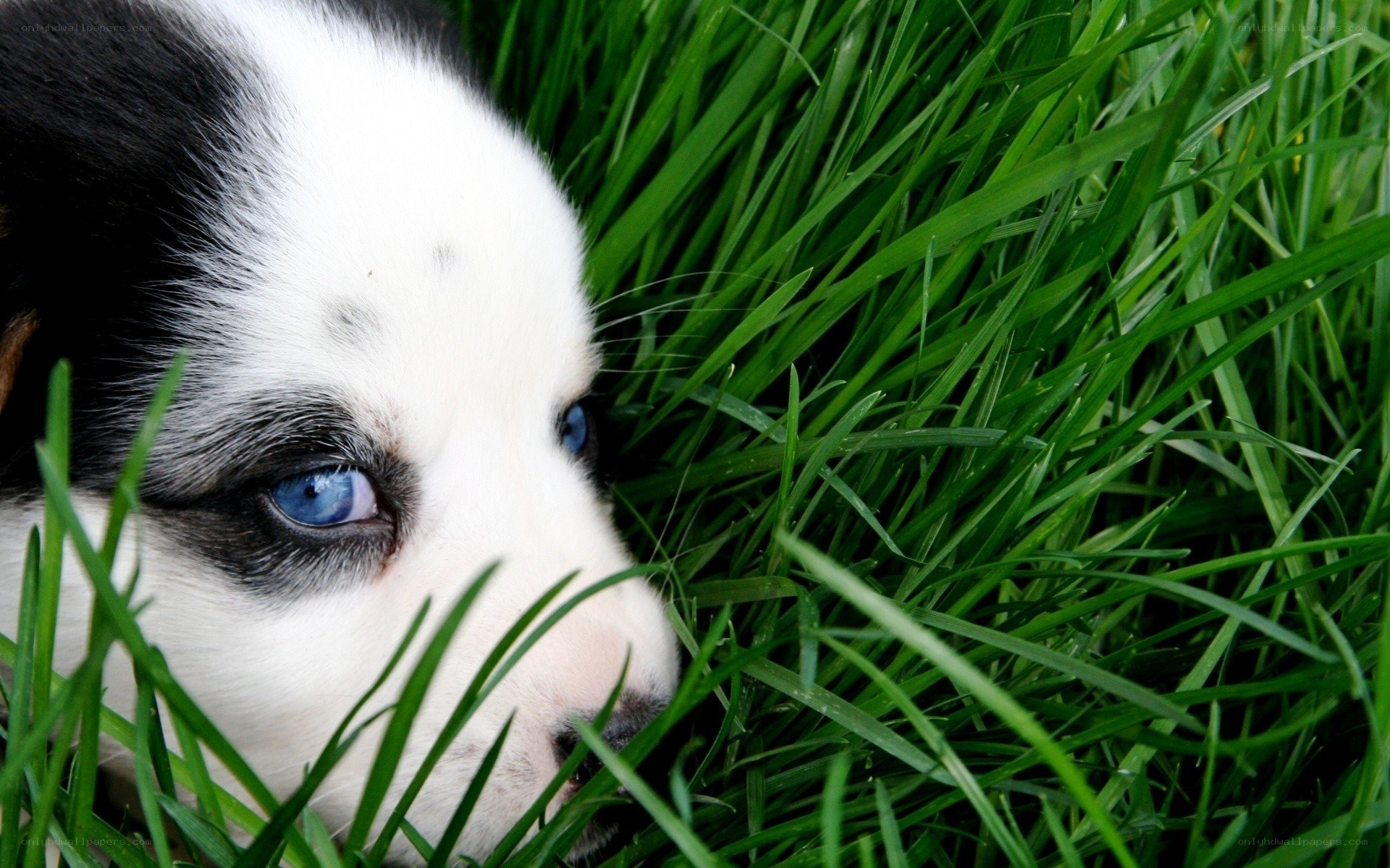 puppy in green grass