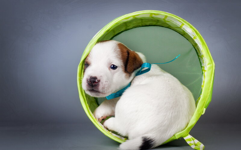 Puppy in Green Tunnel