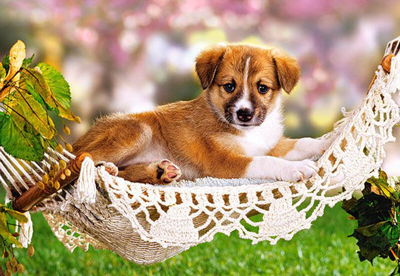 Puppy in Hammock — Brown, Peaceful
