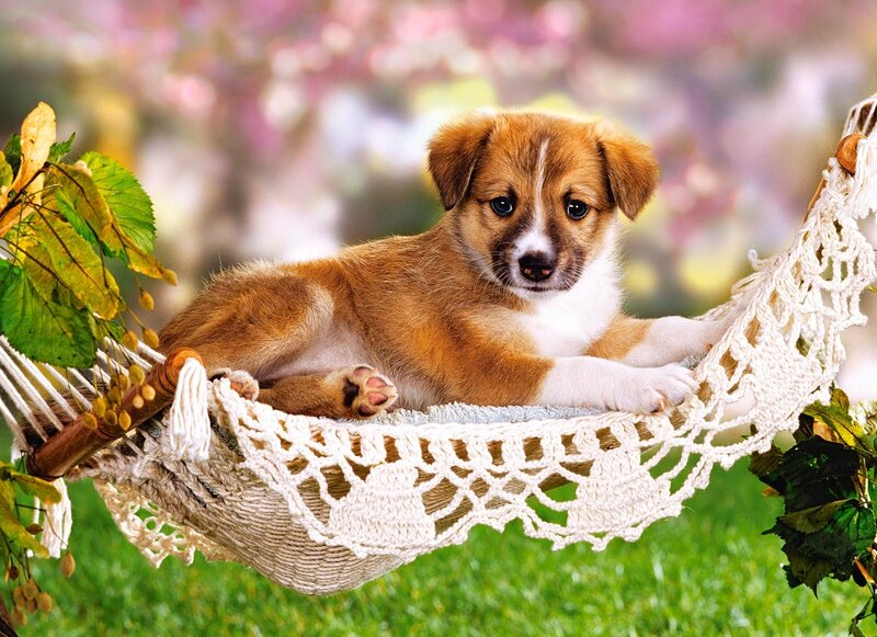 Puppy in Hammock — Brown, Serene