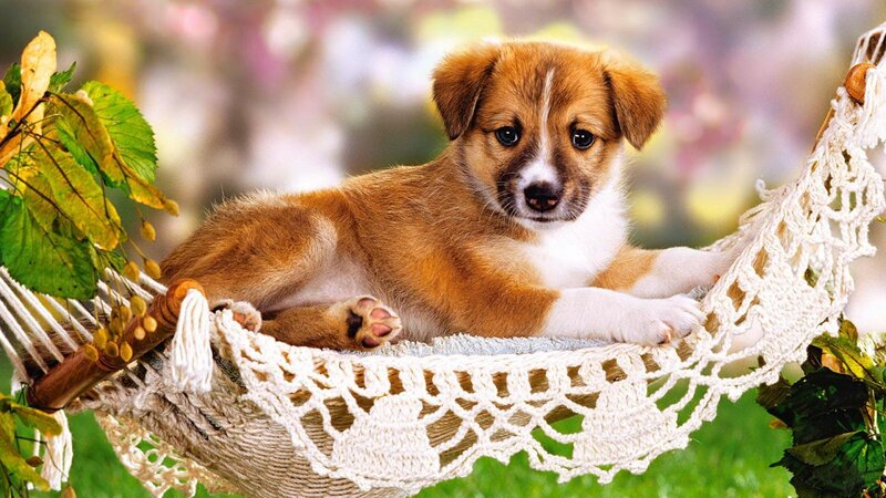 Puppy in Hammock — Brown