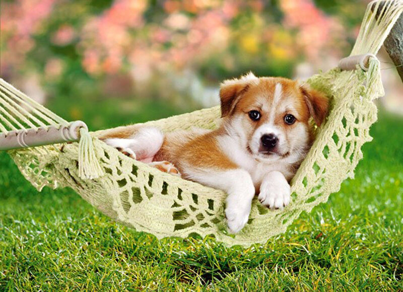Puppy in Hammock — Green, Peaceful