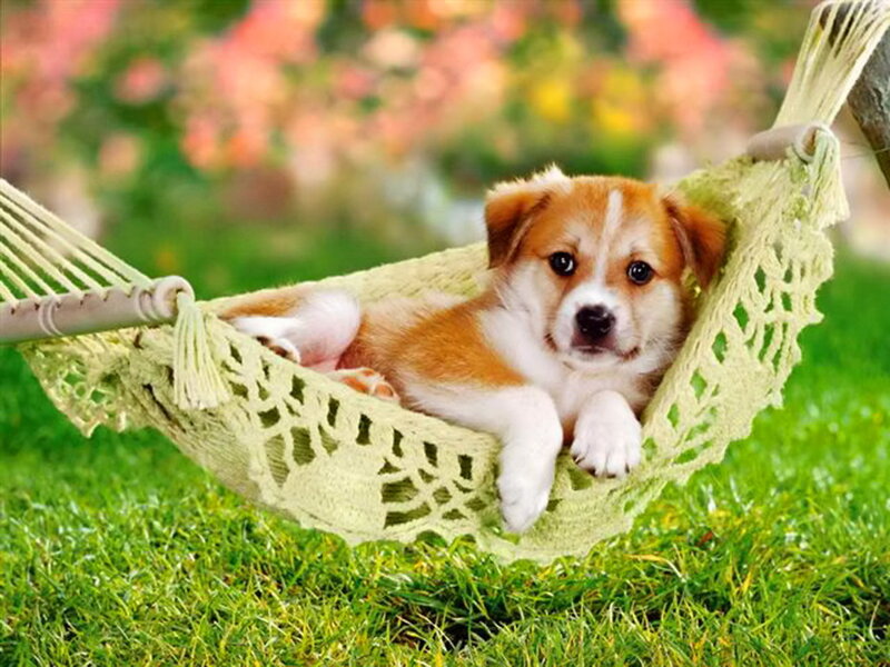 Puppy in Hammock — Green
