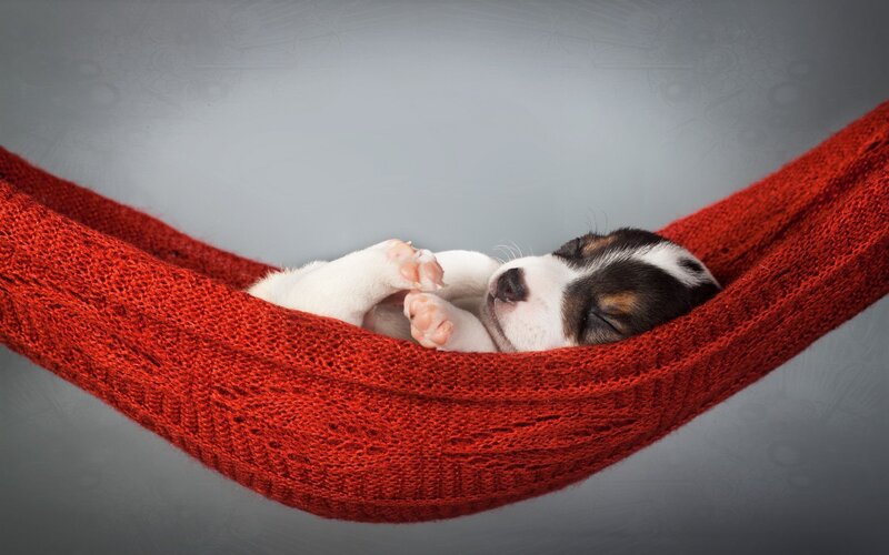 Puppy in Hammock — Red, Serene, Photograph, Sleeping