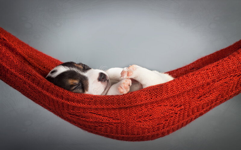 Puppy in Hammock — Red, Serene, Photograph