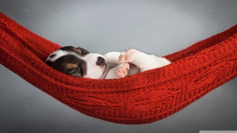 Puppy in Hammock — Red, Serene
