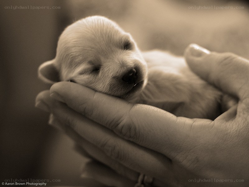 Puppy in hands