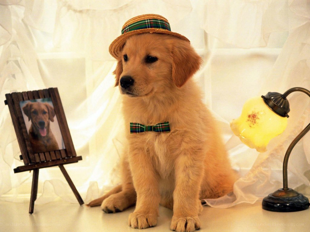 puppy in hat and bow tie